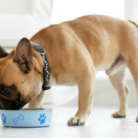 4 Tips to Prevent Food Allergies in Dogs