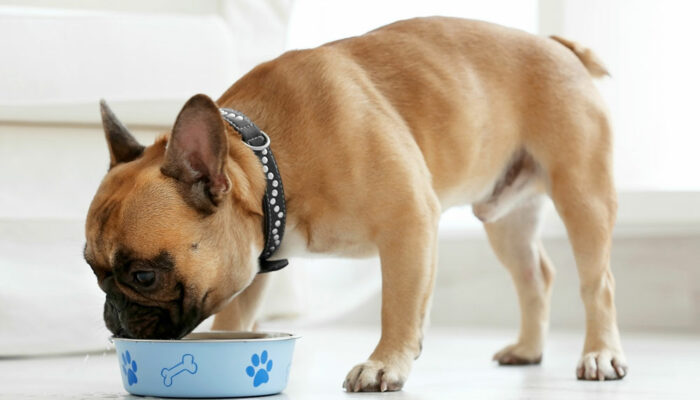 4 Tips to Prevent Food Allergies in Dogs