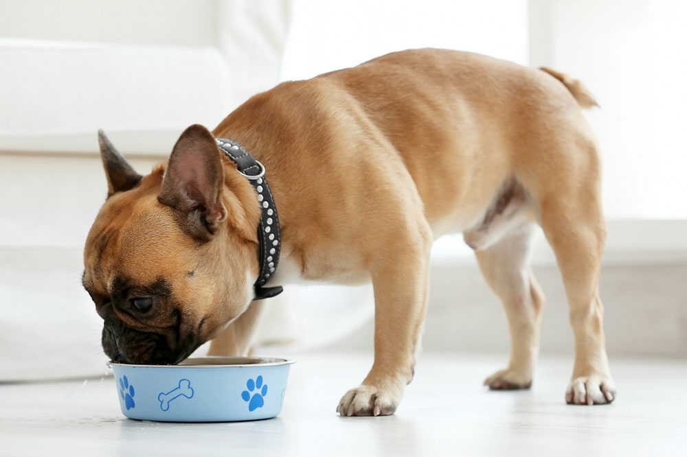 4 Tips to Prevent Food Allergies in Dogs