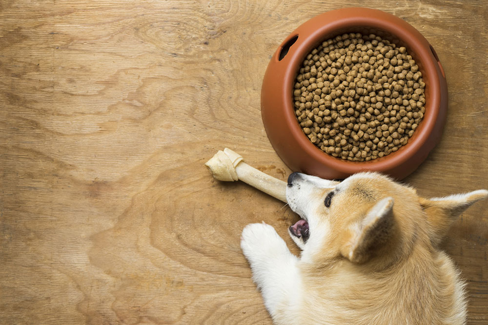 5 High Protein Brand Dog Foods