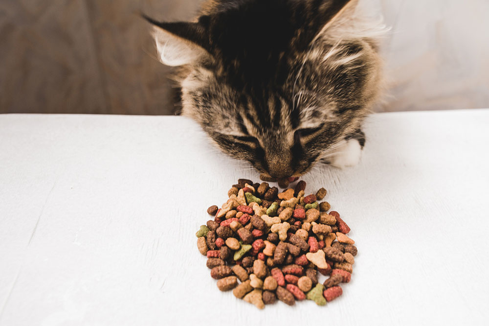 6 Healthy Ingredients to Look for in Cat Treats