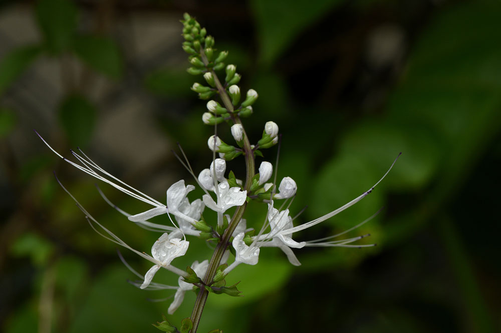 Decorative Plants That Are Toxic to Cats